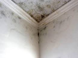 Best Mold Removal for HVAC Installations  in Park Forest, IL