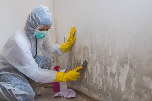 Best Basement Mold Removal  in Park Forest, IL