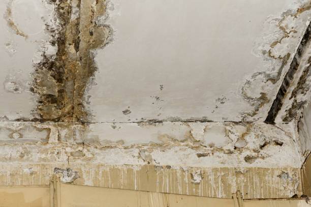 Best Residential Mold Inspection & Testing  in Park Forest, IL